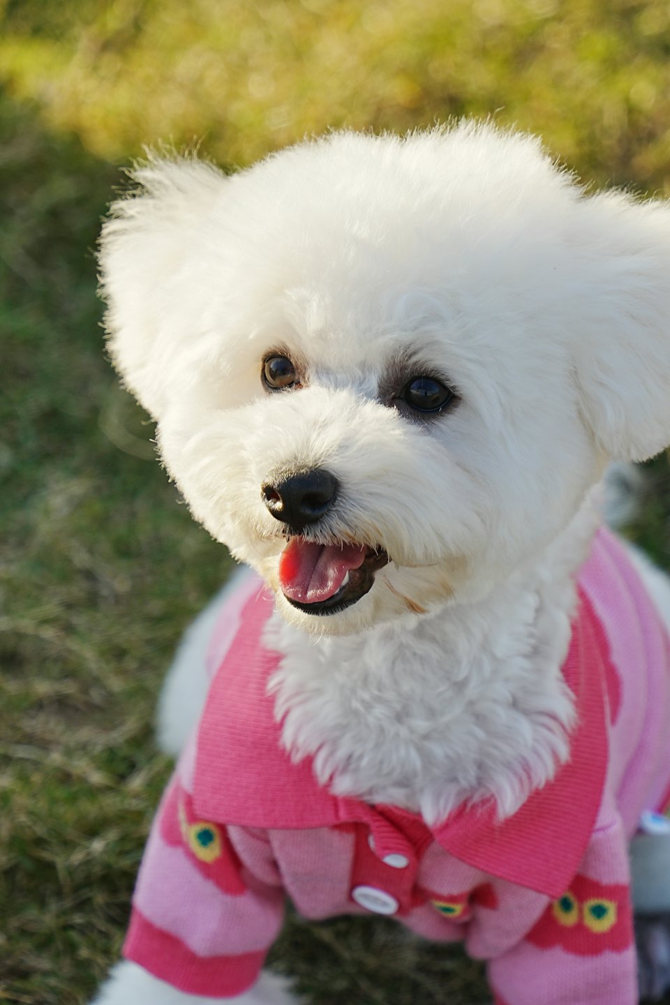 Ein flauschiger weißer Hund in einem floralen Pullover sitzt auf Gras.